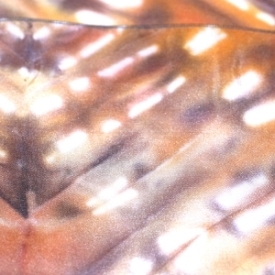 Itajime Shibori